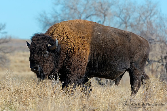 American Bison