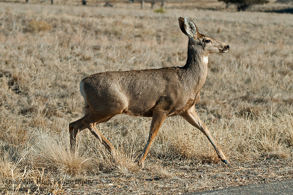 White Tail Deer