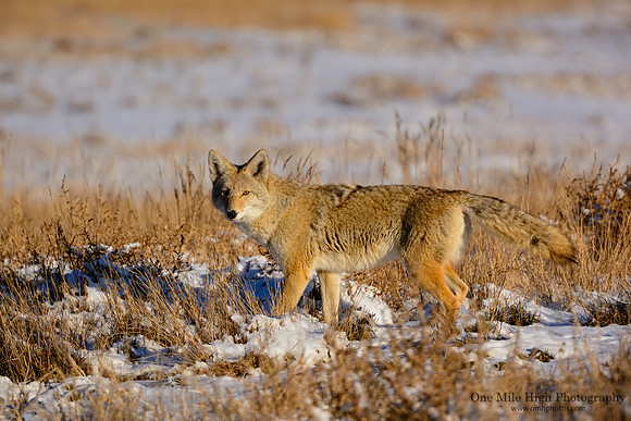 Coyote