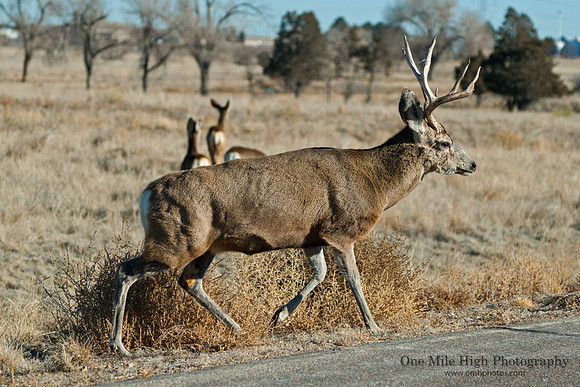 White Tail Buck