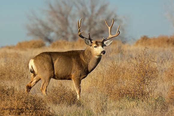 Mule Deer
