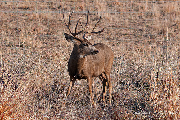White Tail Buck