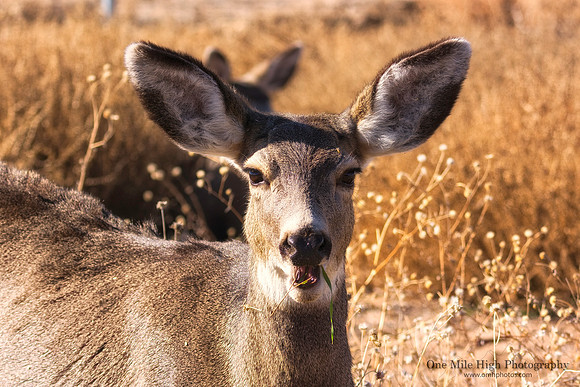 Mule Deer