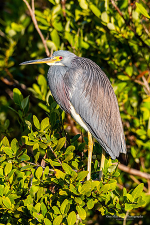 Canaveral National Seashore - Great Blue Heron