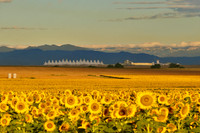 Sunflower Fields - Denver, CO