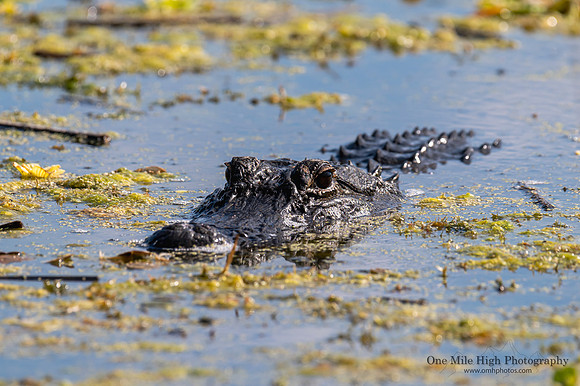 American Alligator - Orlando Wetlands Park