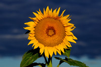 Sunflower Fields - Denver, CO