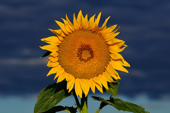 Sunflower Fields - Denver, CO