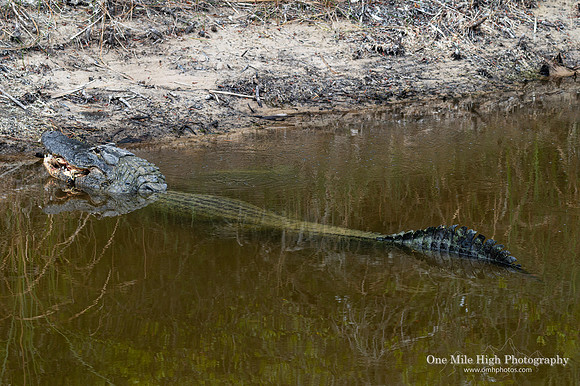American Alligator - Black Point Nature Drive