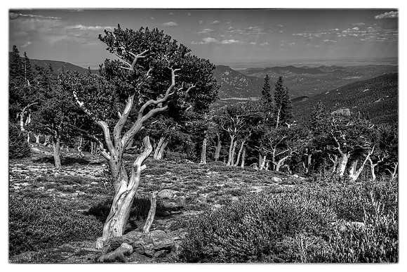 Mount Evans Trees