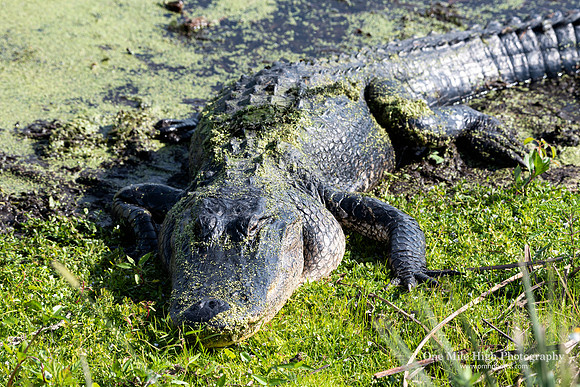American Alligator