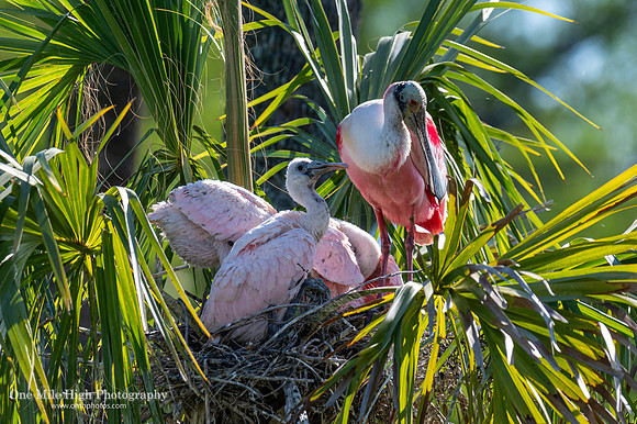 Rosetta Spoon Bill - Orlando Wetlands Park