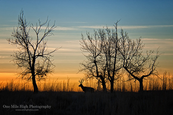 Rocky Mountain National Wildlife Refuge - Commerce City, CO