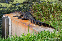 American Alligator - Orlando Wetlands Park, FL