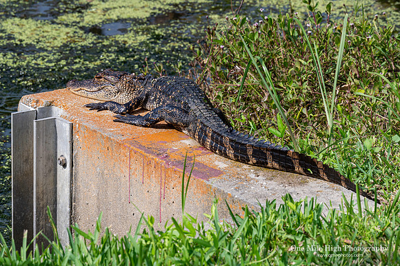 American Alligator - Orlando Wetlands Park, FL