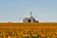 Sunflower Fields - Denver, CO