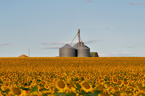 Sunflower Fields - Denver, CO