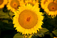 Sunflower Fields - Denver, CO
