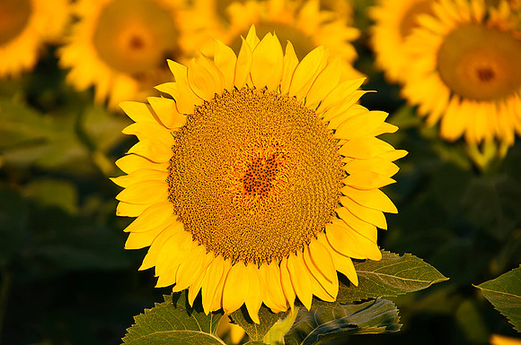 Sunflower Fields - Denver, CO