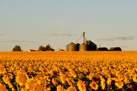 Sunflower Fields - Denver, CO