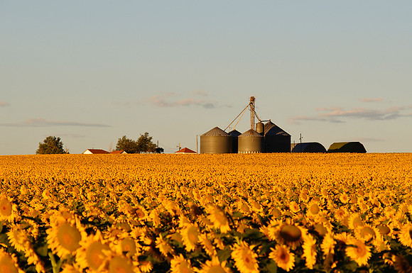 Sunflower Fields - Denver, CO