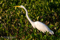 Great Egret - Orlando Wetlands Park, FL