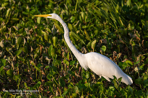 Great Egret - Orlando Wetlands Park, FL